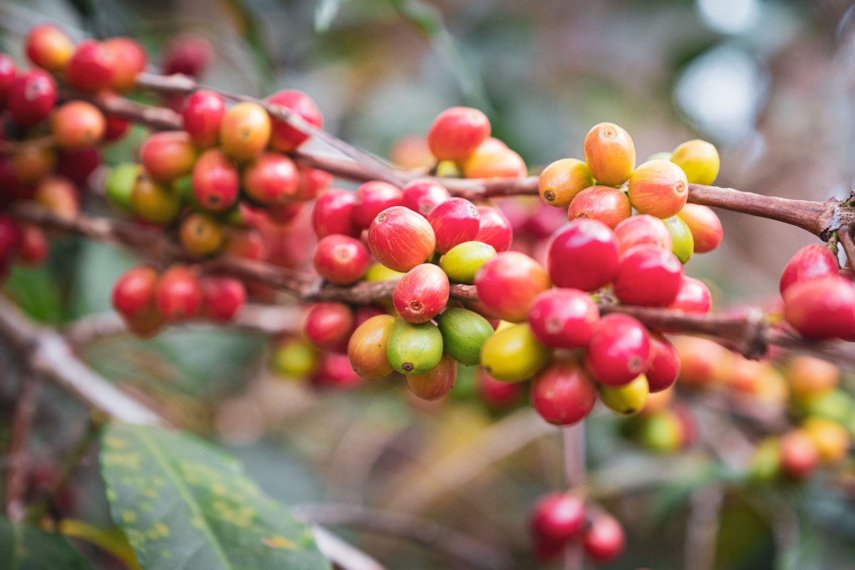Rote und gelbe Kaffeekirschen an einem Kaffeebaum in Äthiopien, Sidamo.