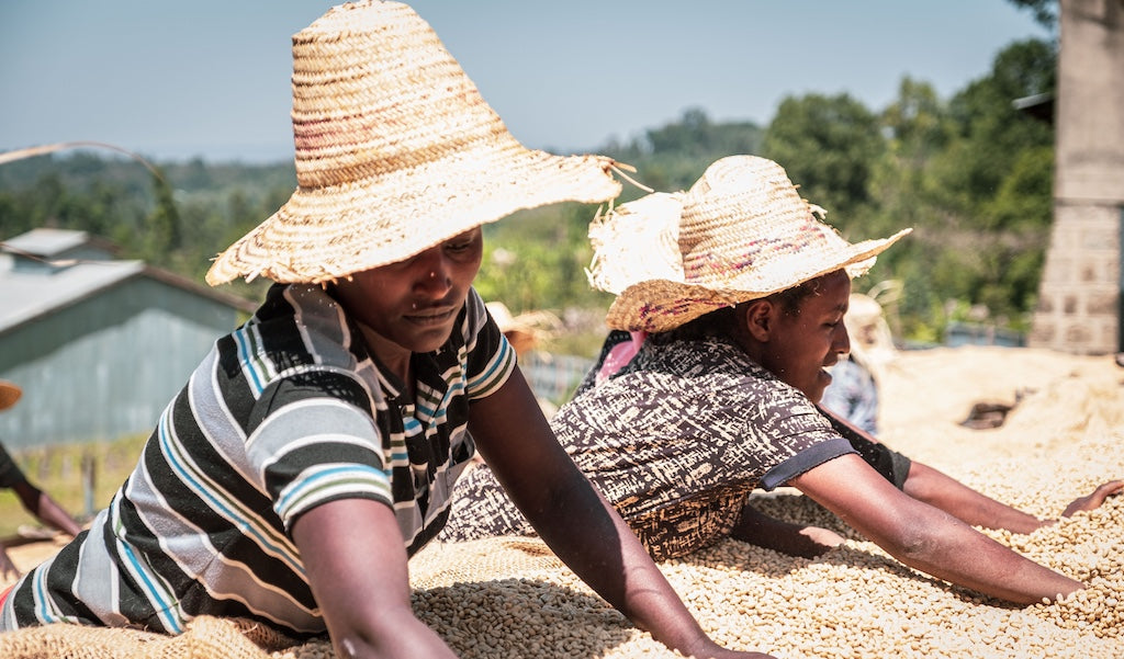 Frauen im konventionellen Kaffeeanbau: Unverzichtbar, unsichtbar, unterbezahlt