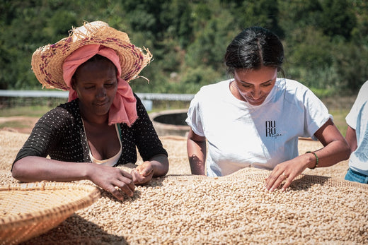 Sali Nuru in Äthiopien auf einer Kaffeeplantage bei der Kaffeeernte