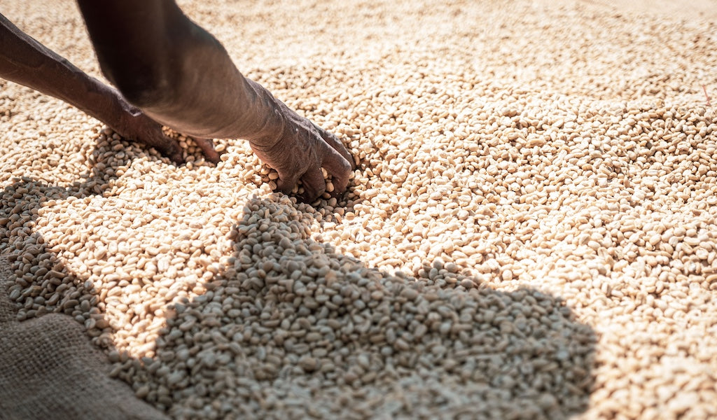 Kaffeepreise: Warum die Preise weltweit steigen