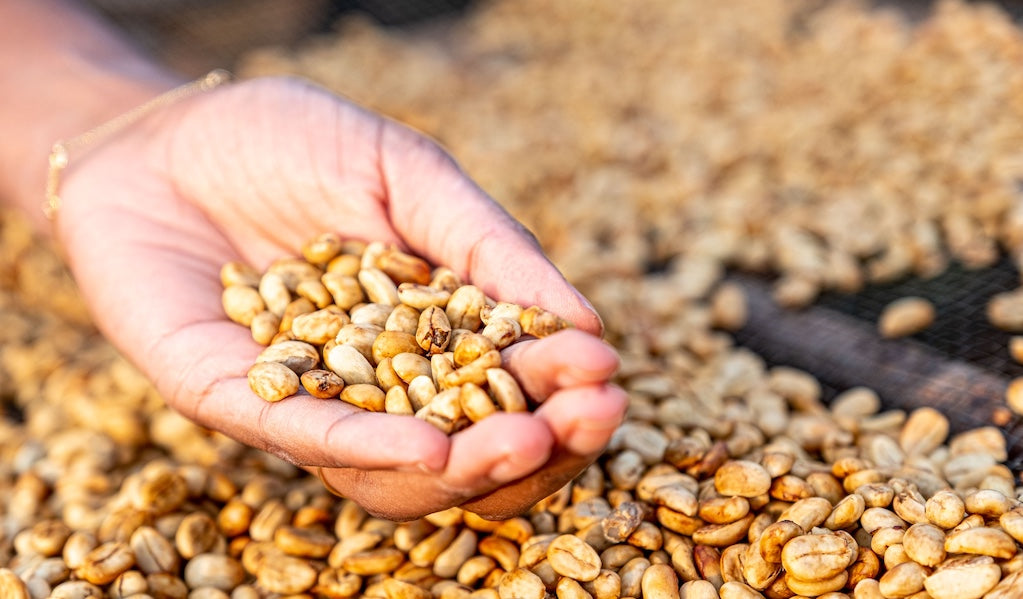 Hand hält Kaffeebohnen