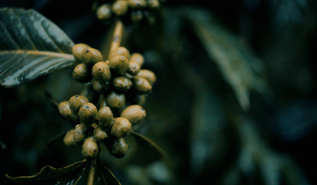 Grüne Kaffeekirschen aus Sidamo in Äthiopien, feucht vom Morgentau.