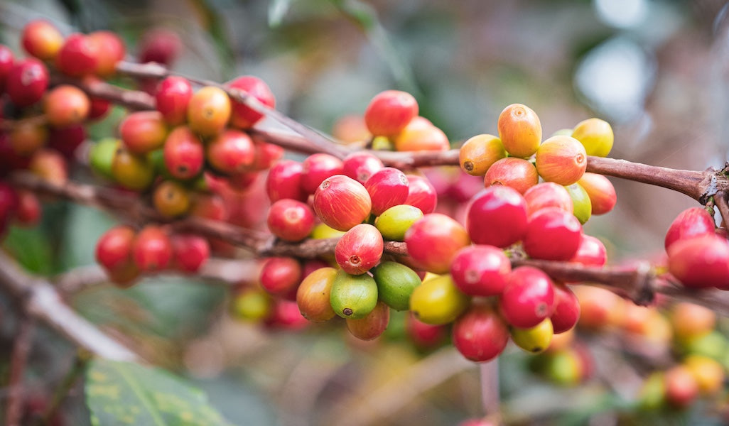 Wir erweitern unser Sortiment: nuruCoffee x Honduras!