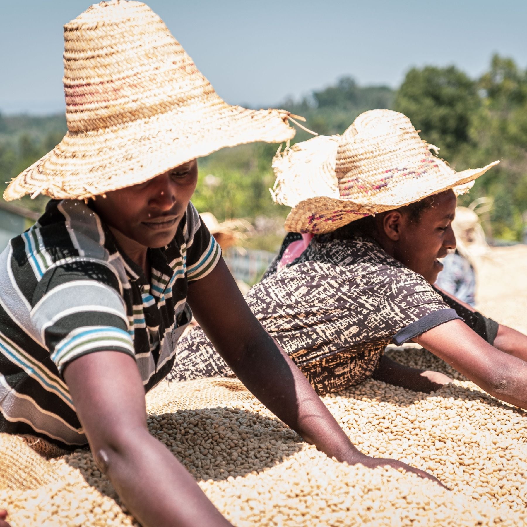nuruwomen Frauen auf Feld - Kaffeebohnen / nurucoffee - nachhaltiger, fairer Bio-Kaffee mit social impact
