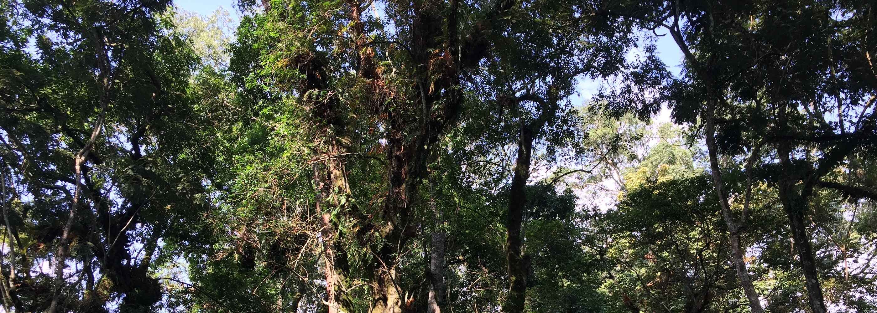 Dichte Bäume vor blauem Himmel