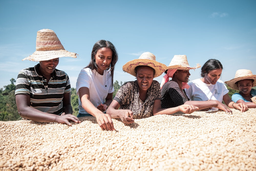 Sali und Sara Nuru sortieren mit äthiopischen Kaffeebäuerinnen zusammen die Kaffeebohnen
