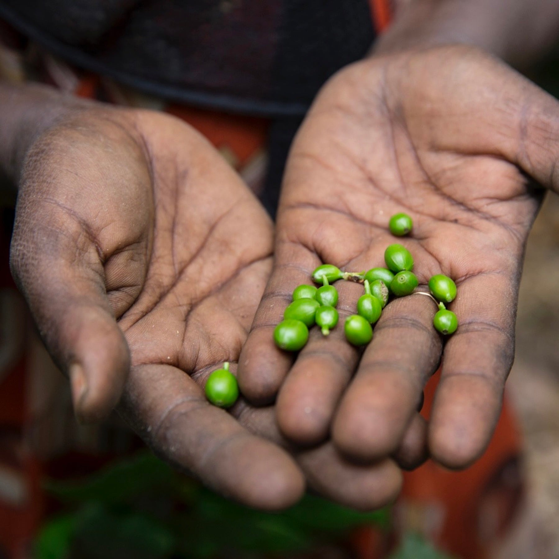 Bohnen der Kaffeepflanze aus der Frucht, der Kaffeekirsche, umhüllt von Silberhäutchen und Pergamenthülle / nurucoffee: Kaffee mit social impact