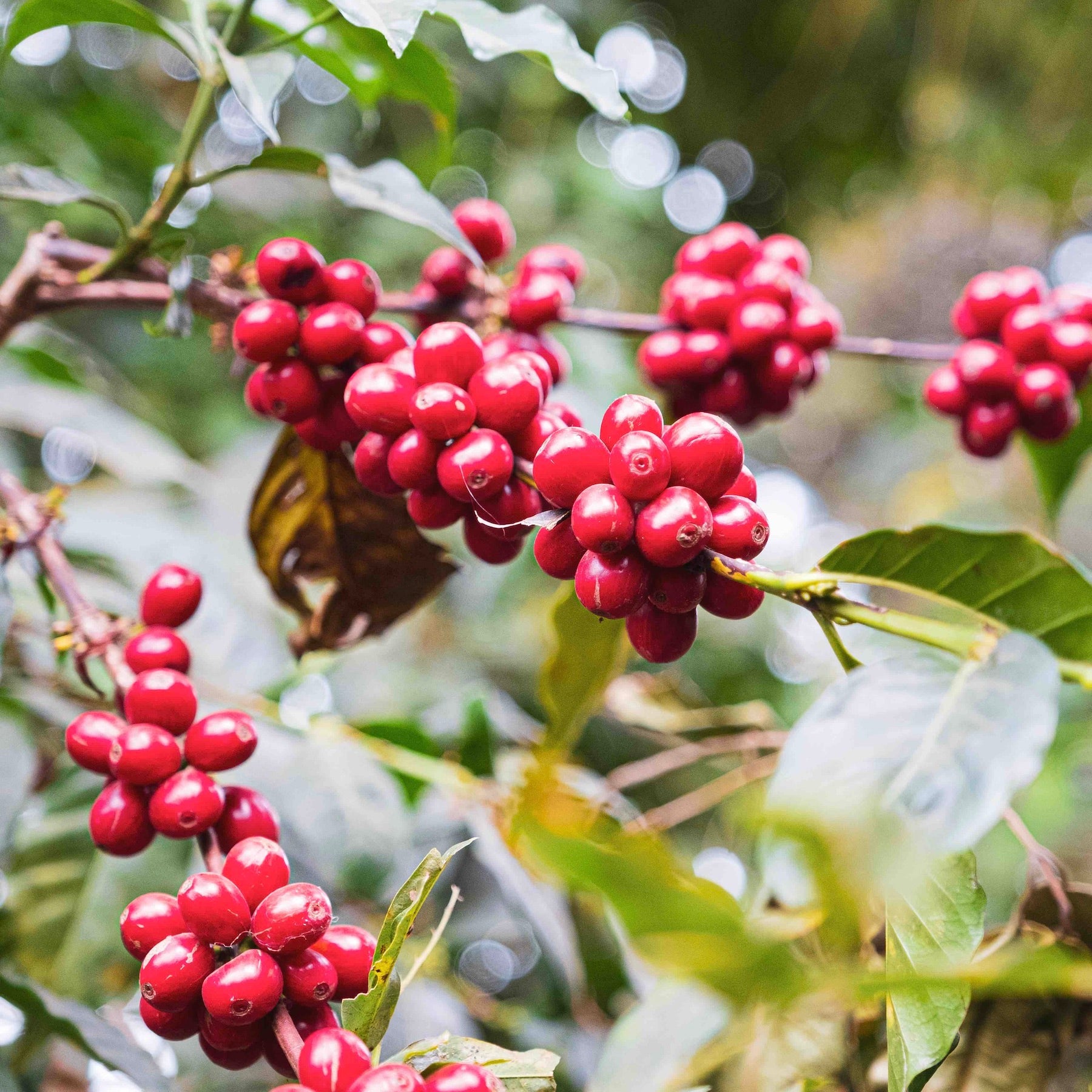 Kaffeekrische, die Frucht der Kaffeepflanze  / nuruCoffee: Fair gehandelter, nachhaltiger Kaffee mit social impact