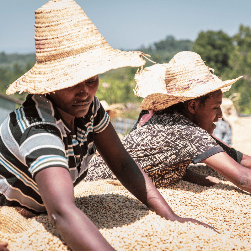 Die Kooperativen Äthiopiens: Ein Schlüssel zur Nachhaltigkeit im Kaffeeanbau