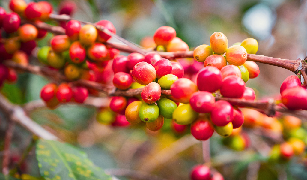 Rote und gelbe Kaffeekirschen an einem Kaffeebaum in Äthiopien, Sidamo. 