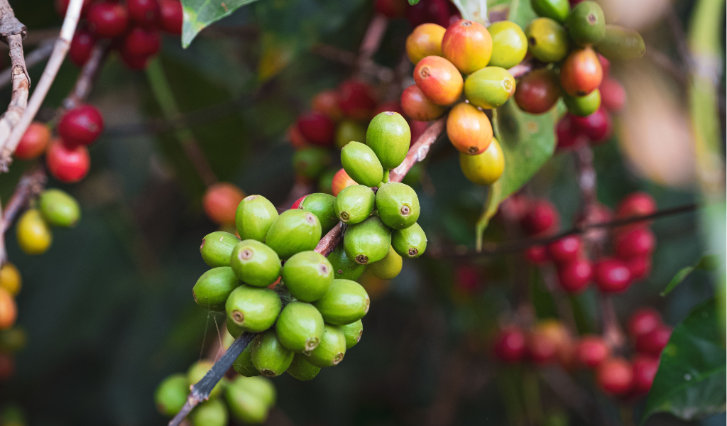 Grüne und rote Kaffeekirschen auf einer Kaffeeplantage in den Hochlandgebieten in Äthiopien