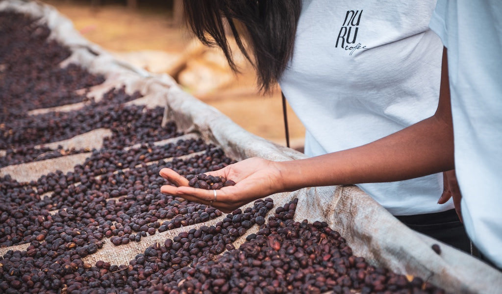 Sara Nuru hält Kaffeebohnen auf Plantage in Äthiopien