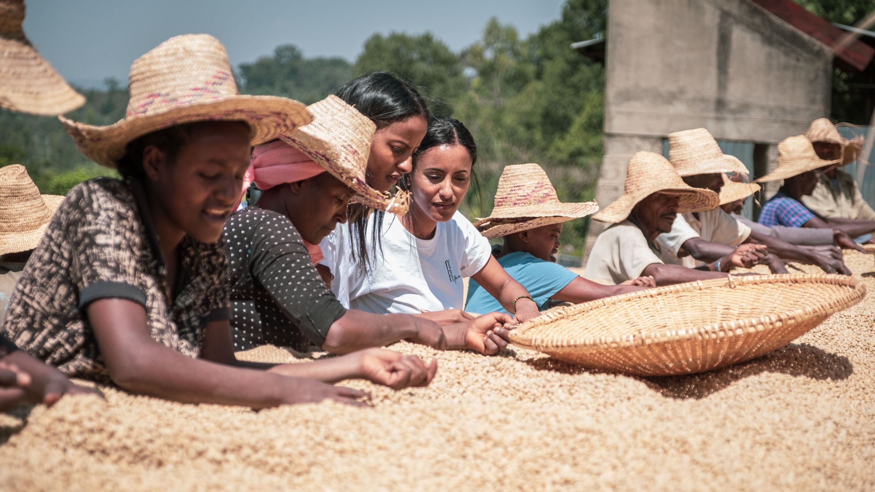 Gründerinnern Sali und Sara mit Frauen in Äthiopien auf Feld mit Kaffeebohnen / nuruwomen & nurucoffee - nachhaltiger, fairer Bio-Kaffee mit social impact