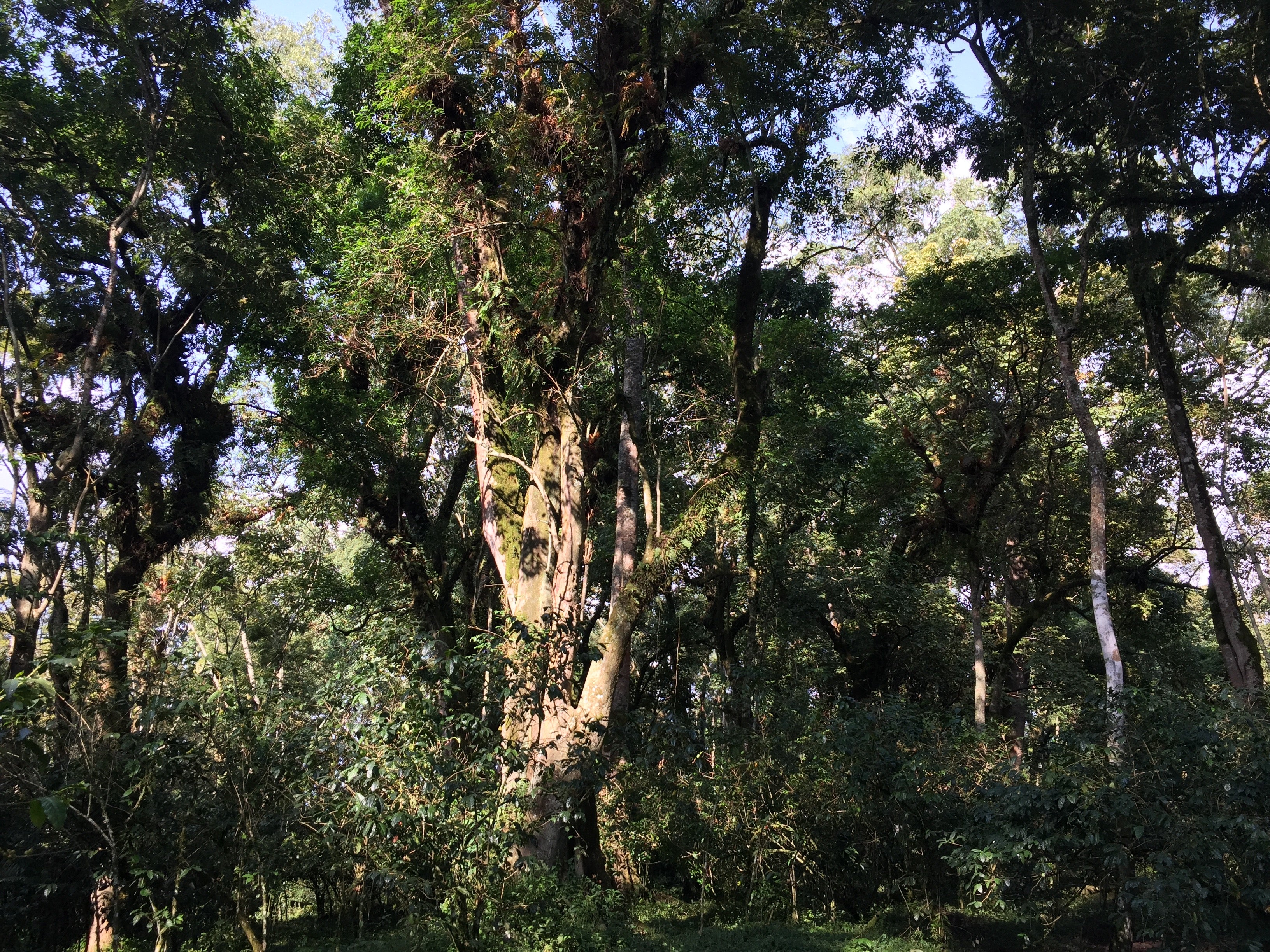 Bäume in Äthiopien / nurucofee Bio-Kaffee mit social impact aus fairem Handel und nachhaltig produziert in Äthiopien