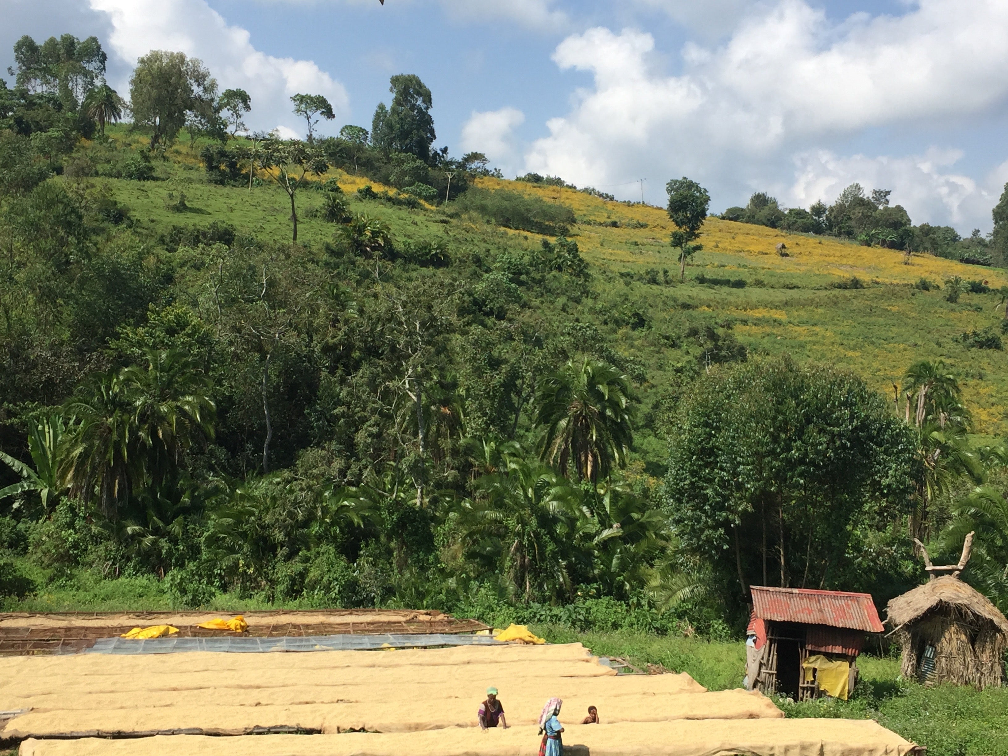Kaffeeanbau und Felder in Äthiopien / nurucoffee - nachhaltiger Kaffee, fairer Kaffee, Bio-Kaffee, produziert in Äthiopien